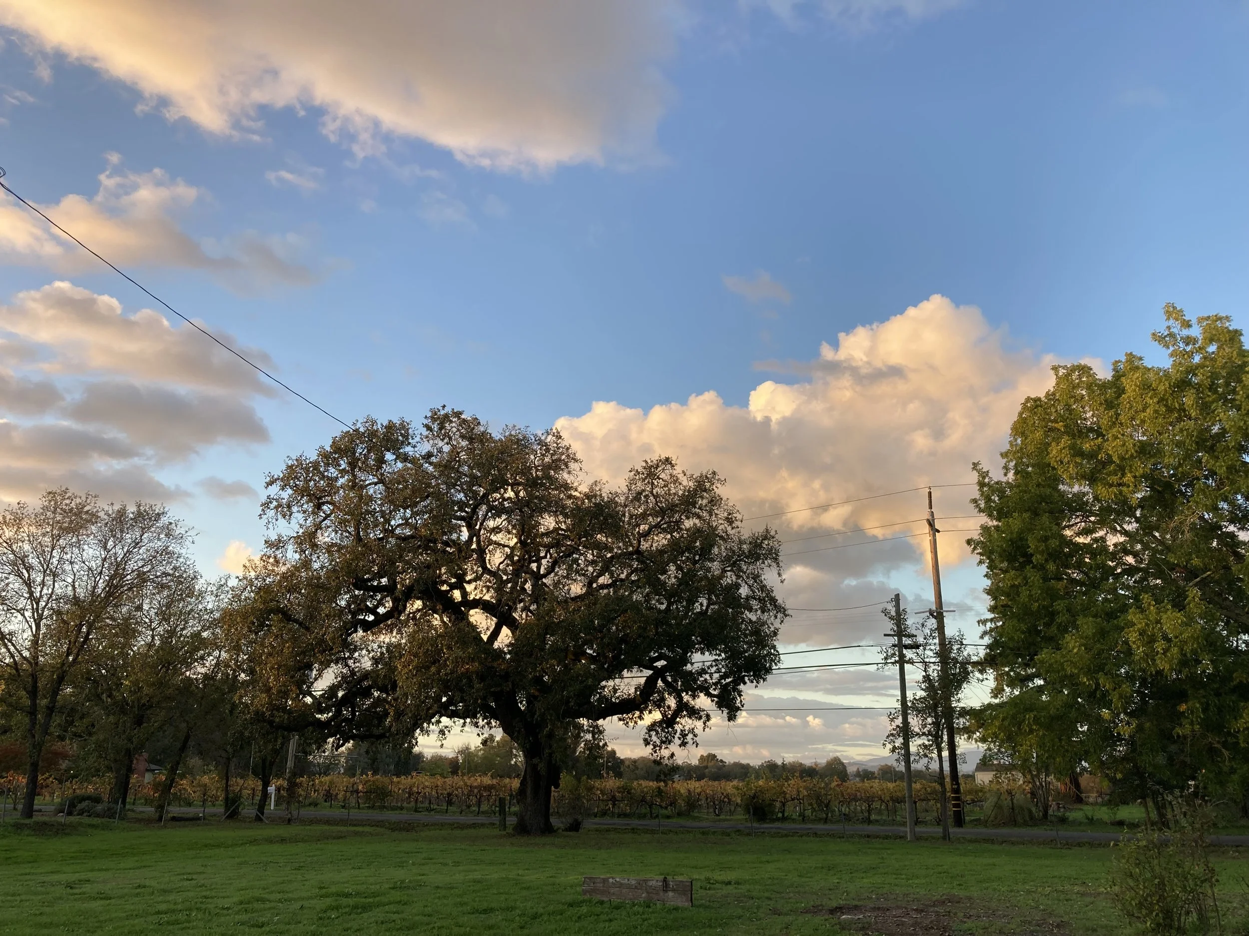 A giant oak