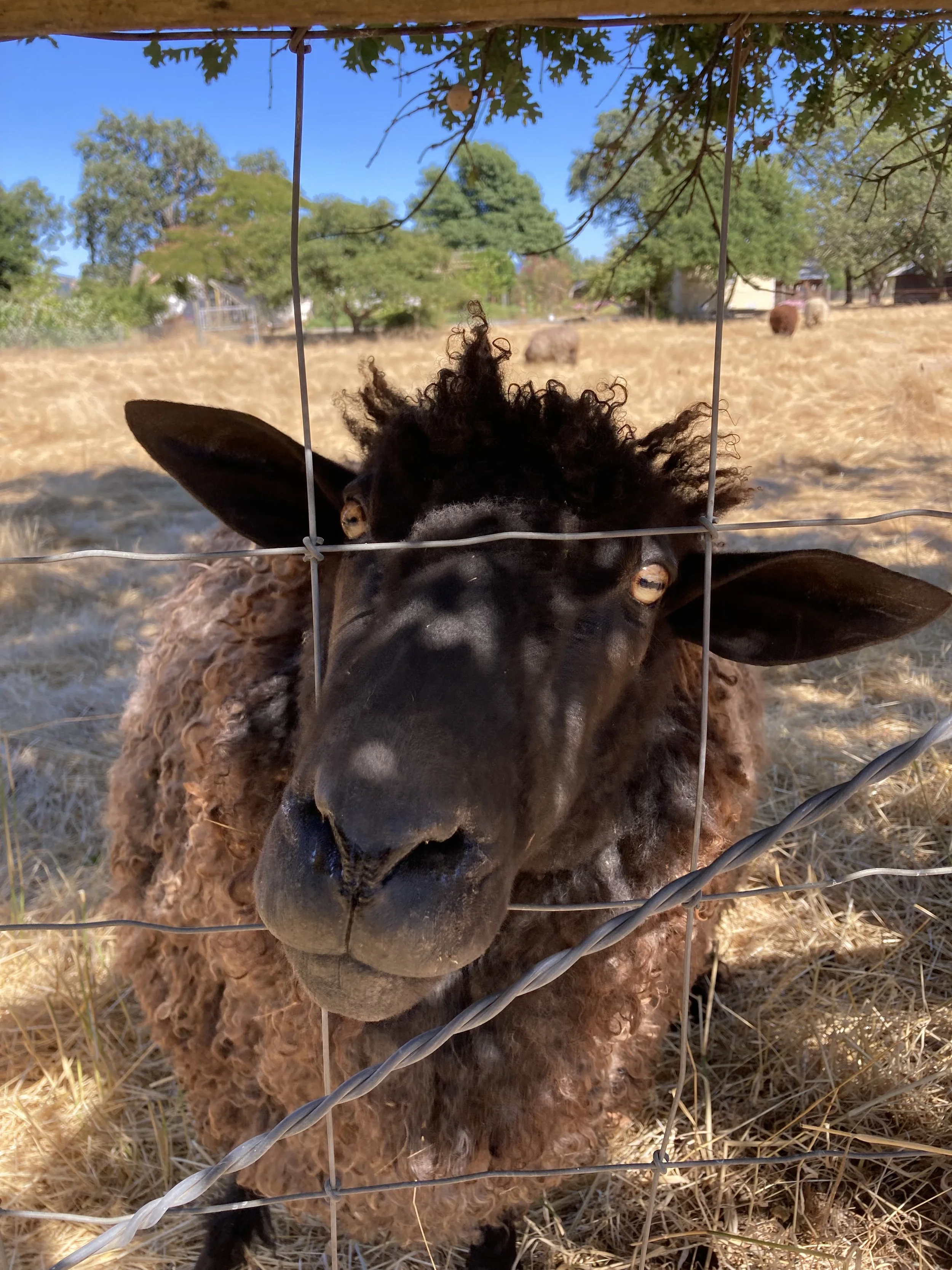 Sheep face through a fence