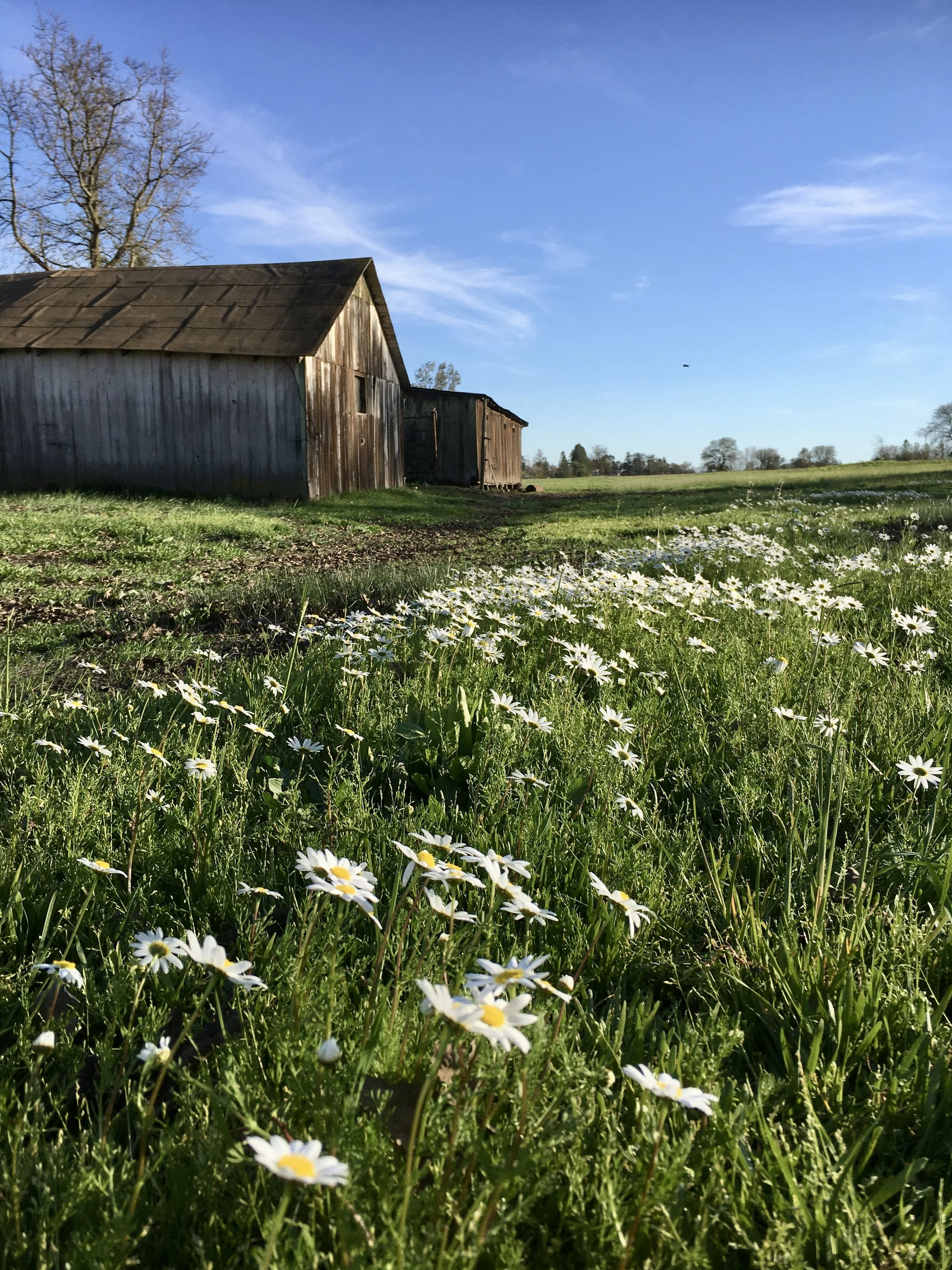 My grandfather's shop and a field of daisies