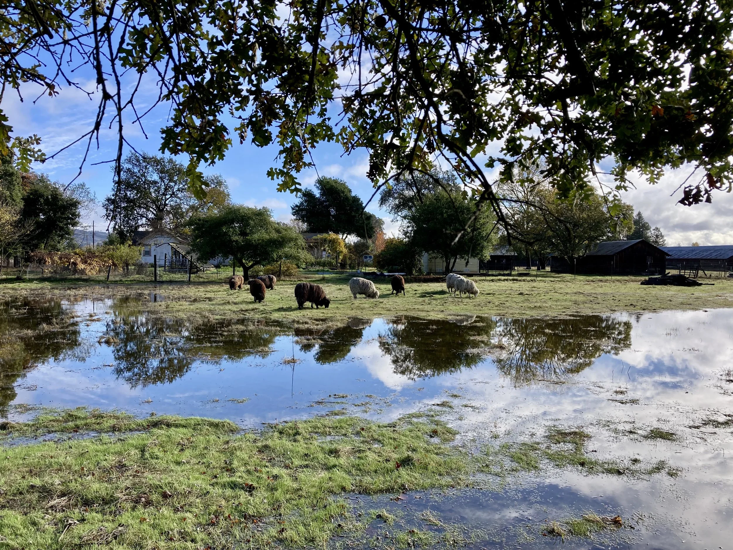The sheep grazing in Lake Elsa