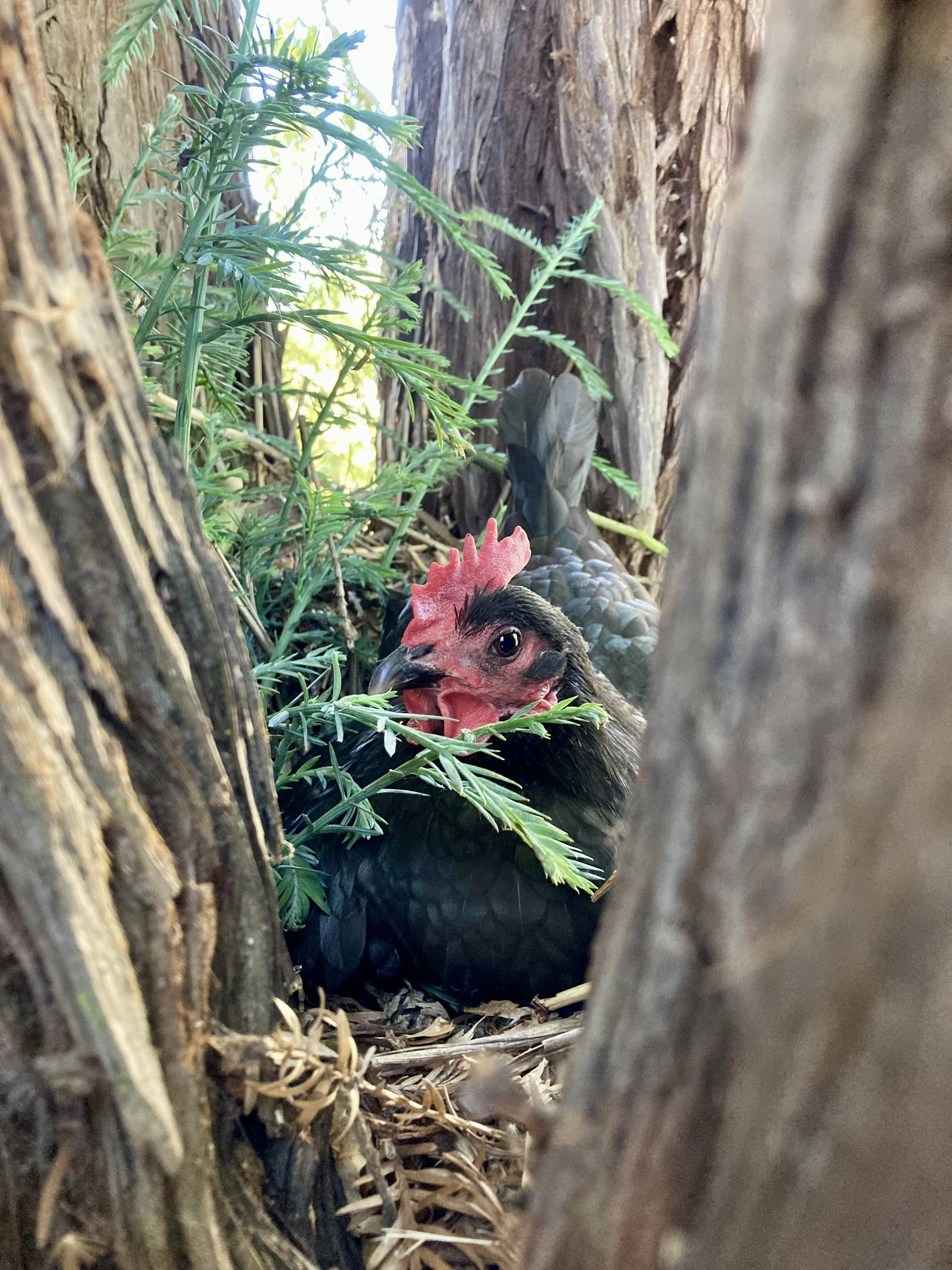 Chicken in a redwood tree