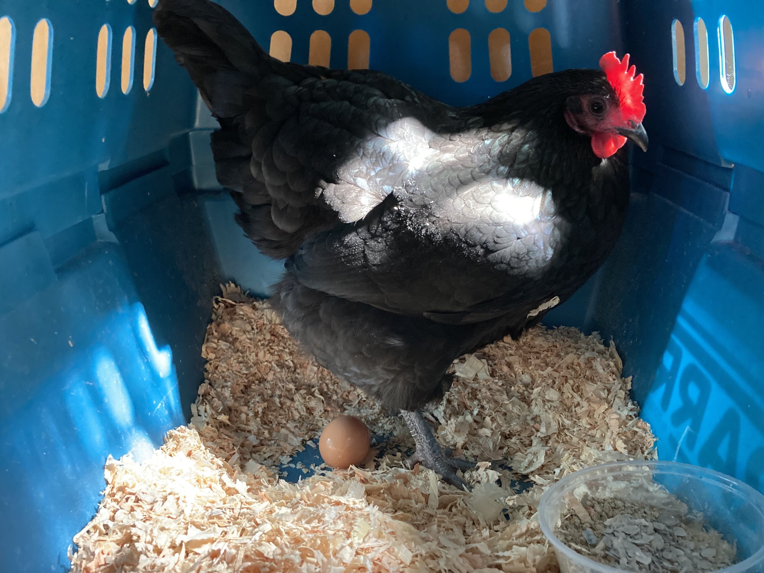 Carlotta laying an egg in her deluxe apartment