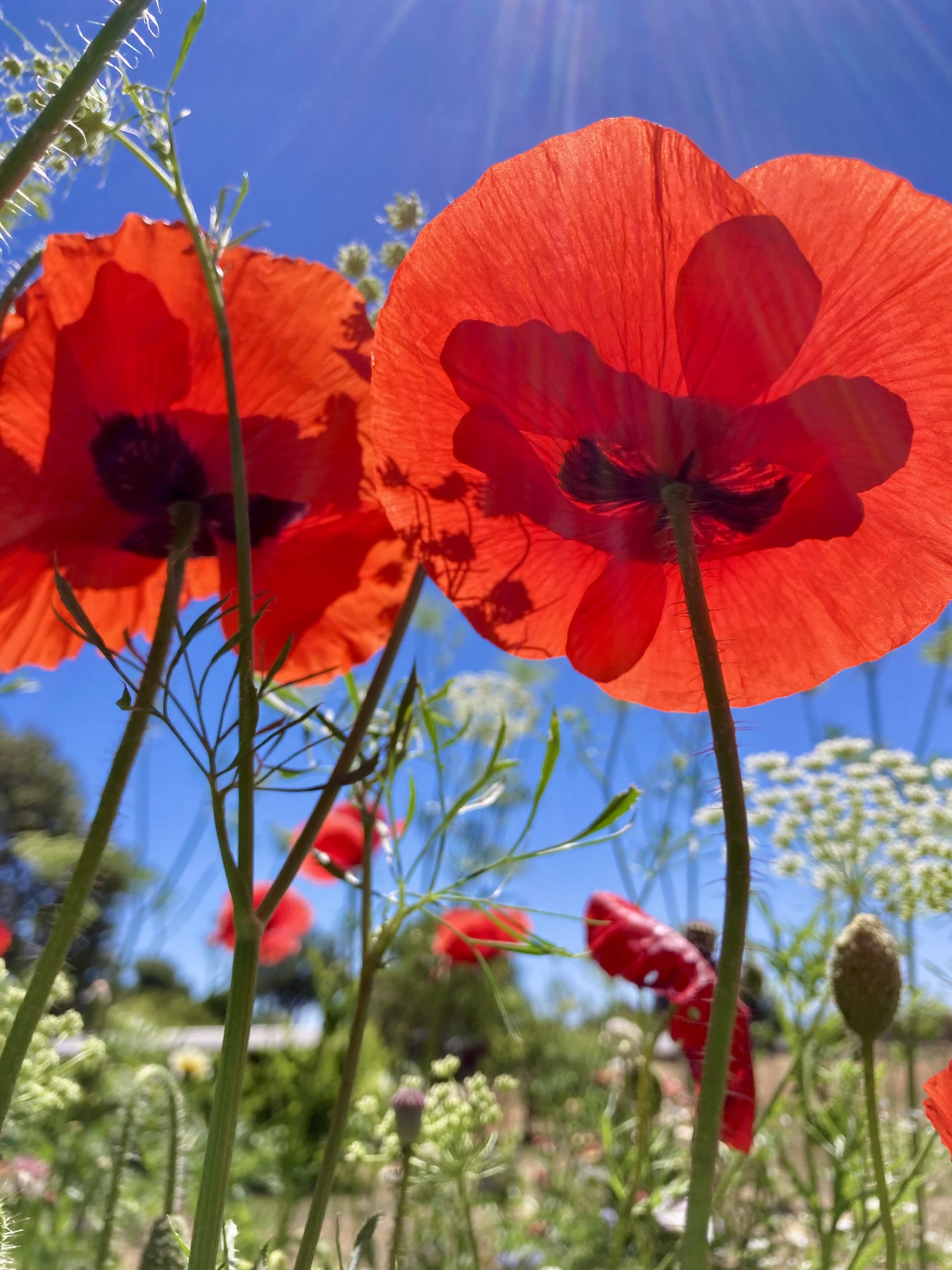 Red poppy flower