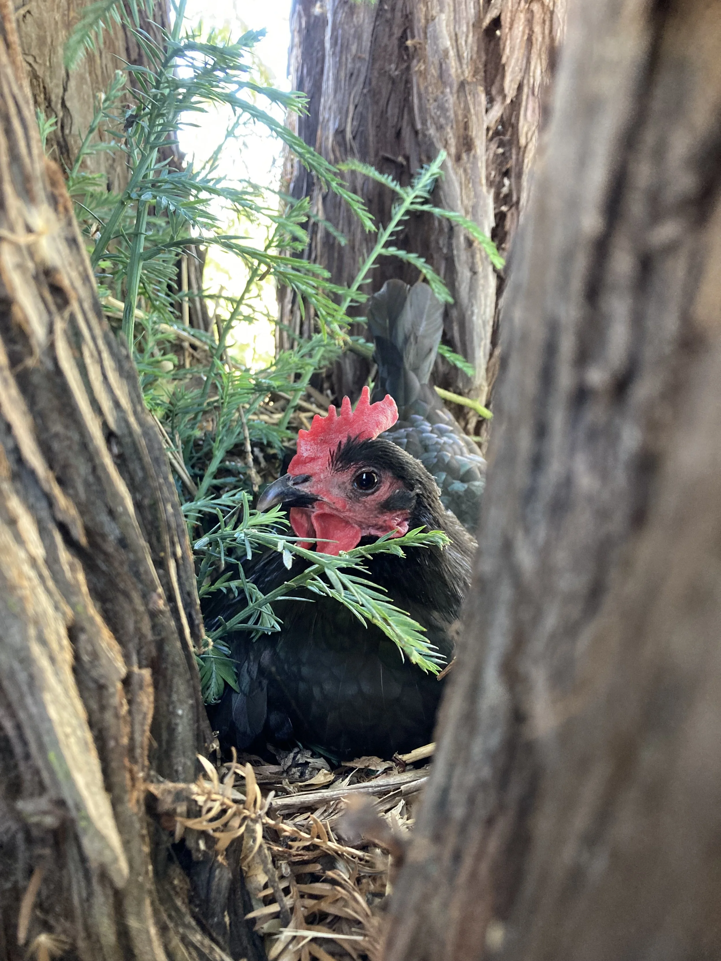 Carlotta nesting in her redwood alcove