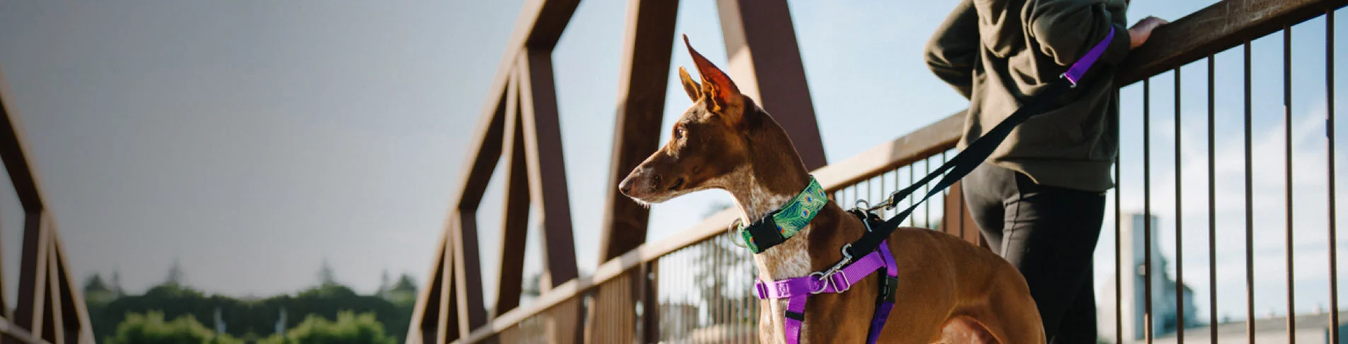Our Favorite Harness