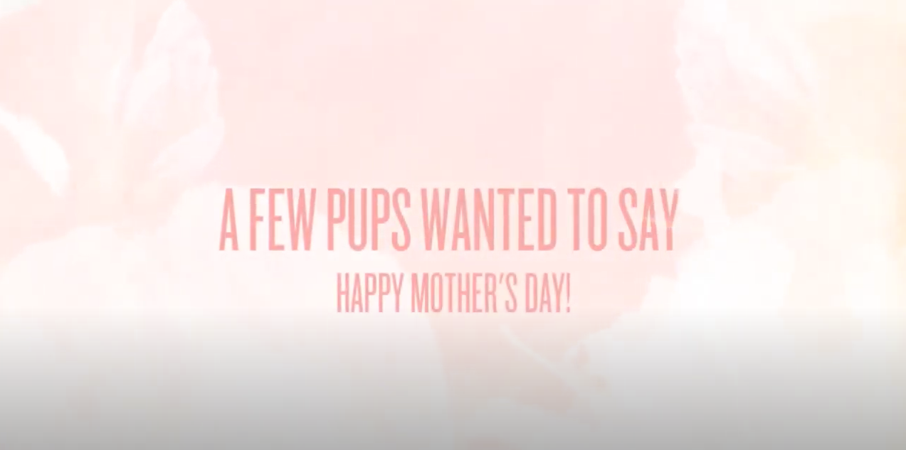 A Few Pups Wanted To Say.PNG