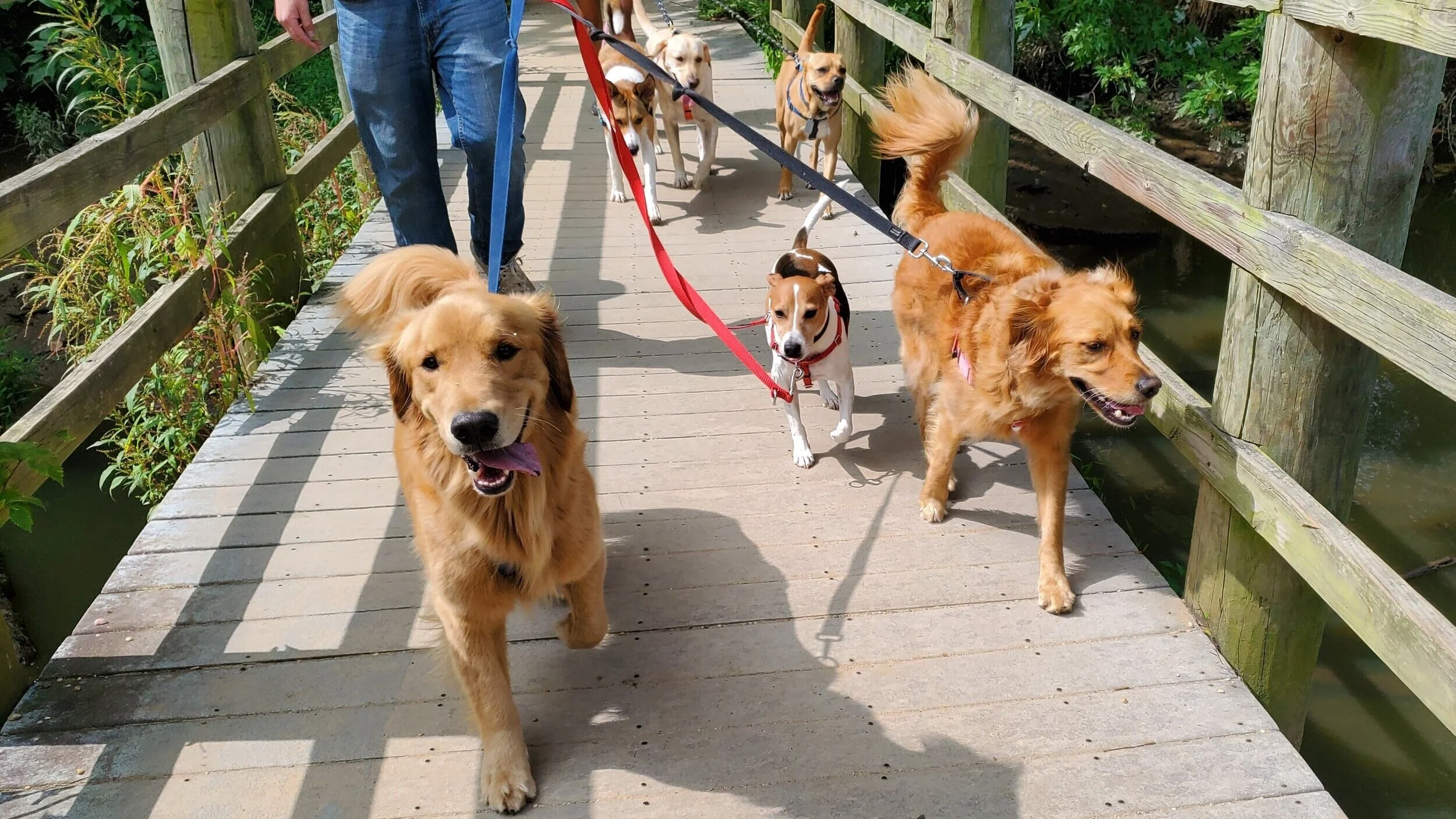 Welcome to Palm Beach Dog Sitter!