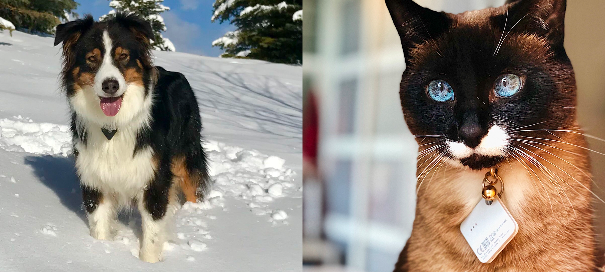 Most Pets Should Wear a Tile Pro!