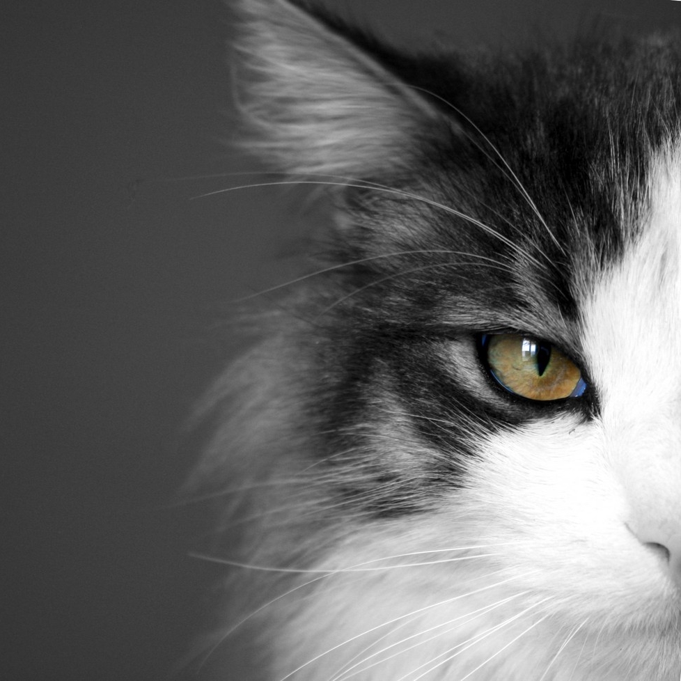 Tools for Cat Owners