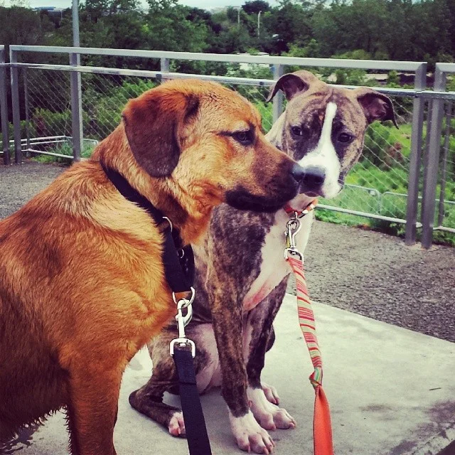 Looking for 5 Dogs...