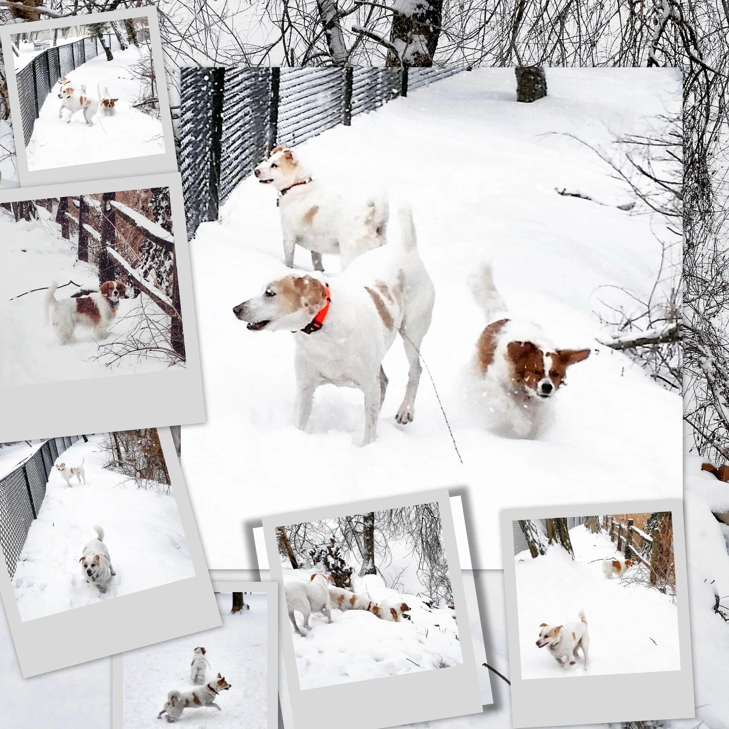 20150222 - Adventures with Simie, Zuzu, and Pedro.jpg