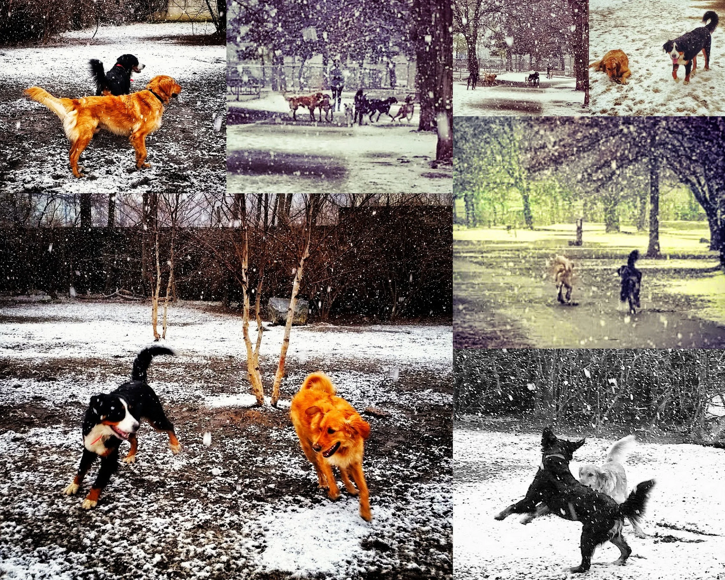 20150124 - Griffin and Marla Adventures in the Snow.jpg