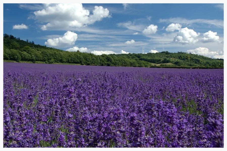 Lavender field.jpg