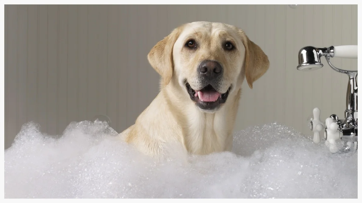Dog bath02.jpg