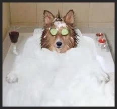 The Perfect Spa Bath For Our Pets...