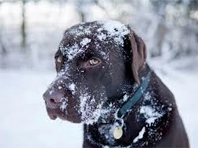 Bring Out Your Dog's Inner Puppy Again...