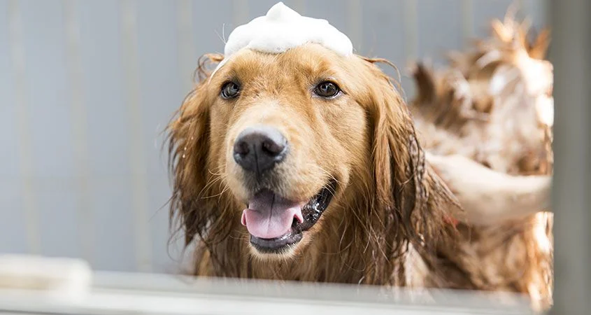 spadog10.jpg