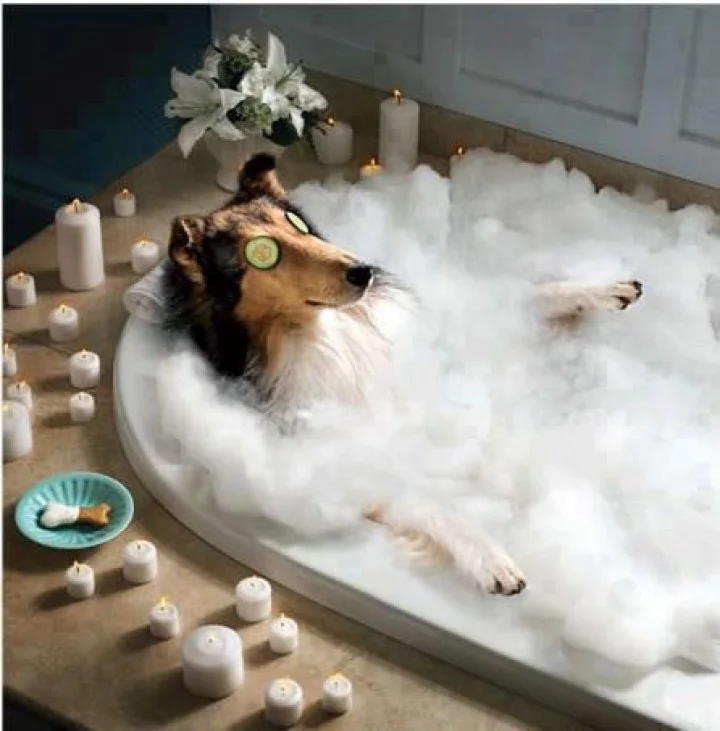 Spa Dog06.jpg