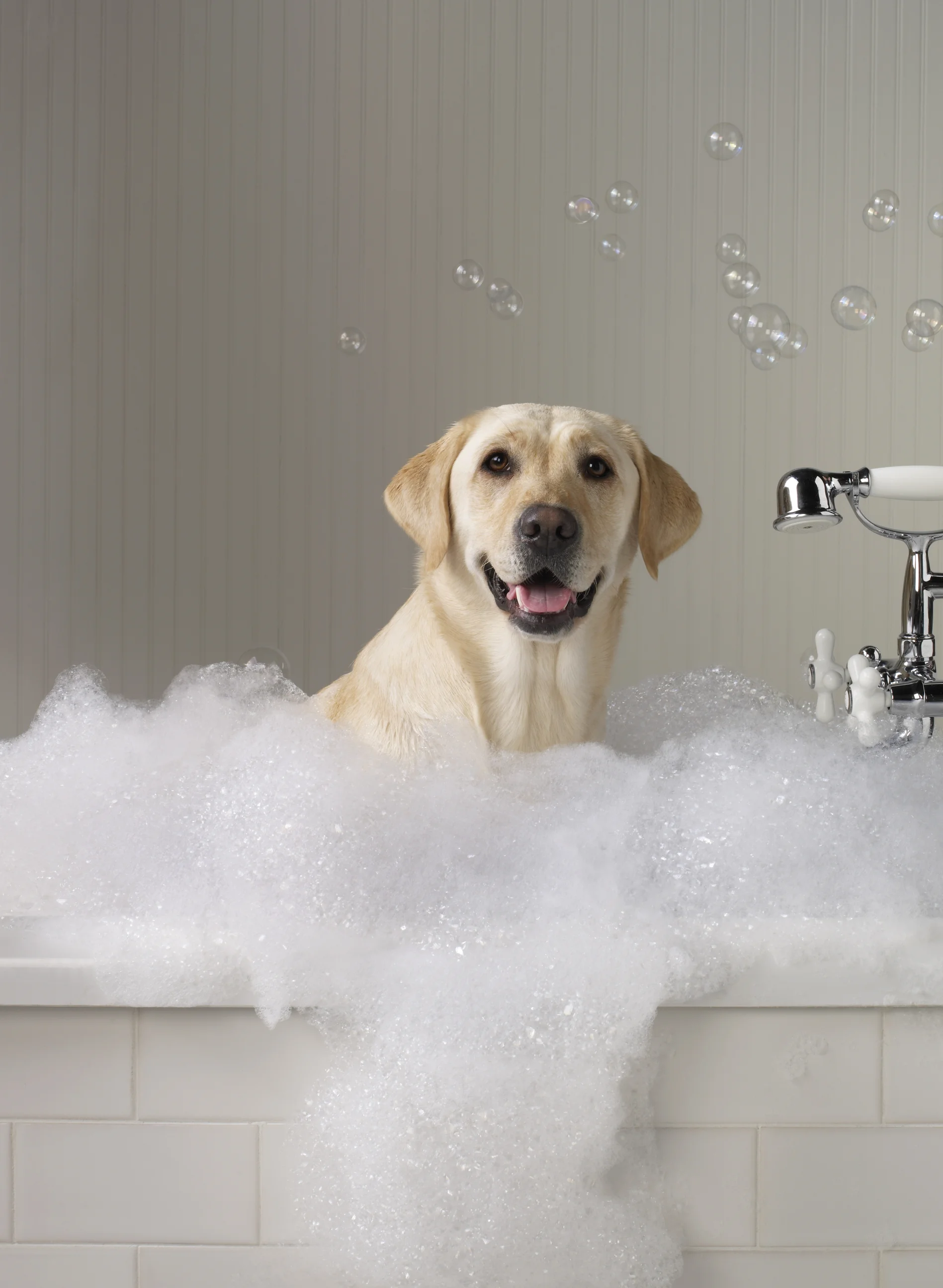 Spa Dog05.jpg