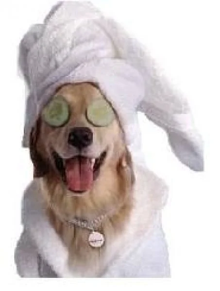 Spa Dog.jpg