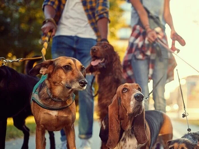 Adventure Guide | Certified Pet Professional