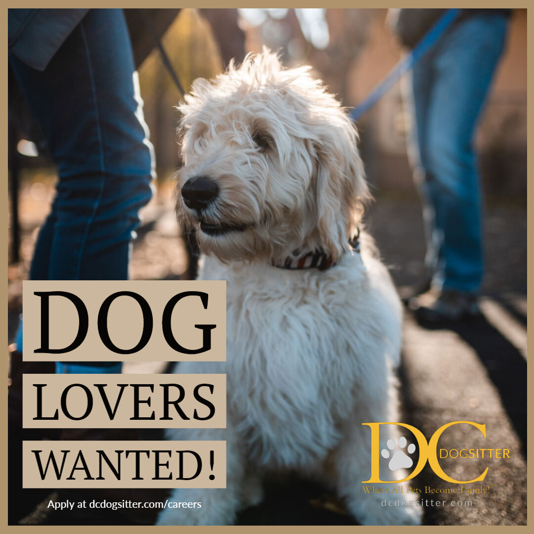 DCDS Hiring Ad - IG POST02.jpg