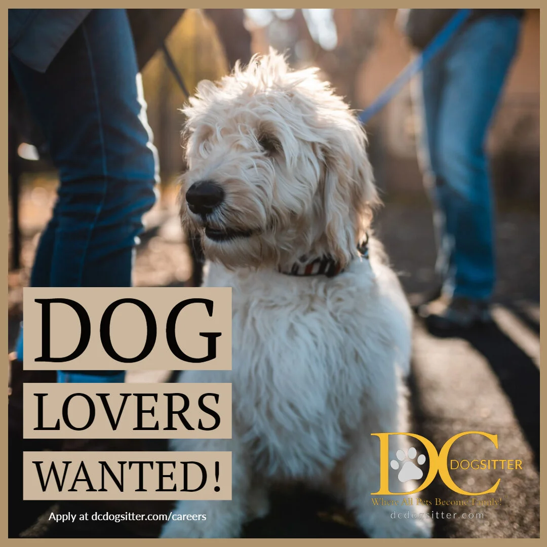 DCDS Hiring Ad - IG POST02.jpg