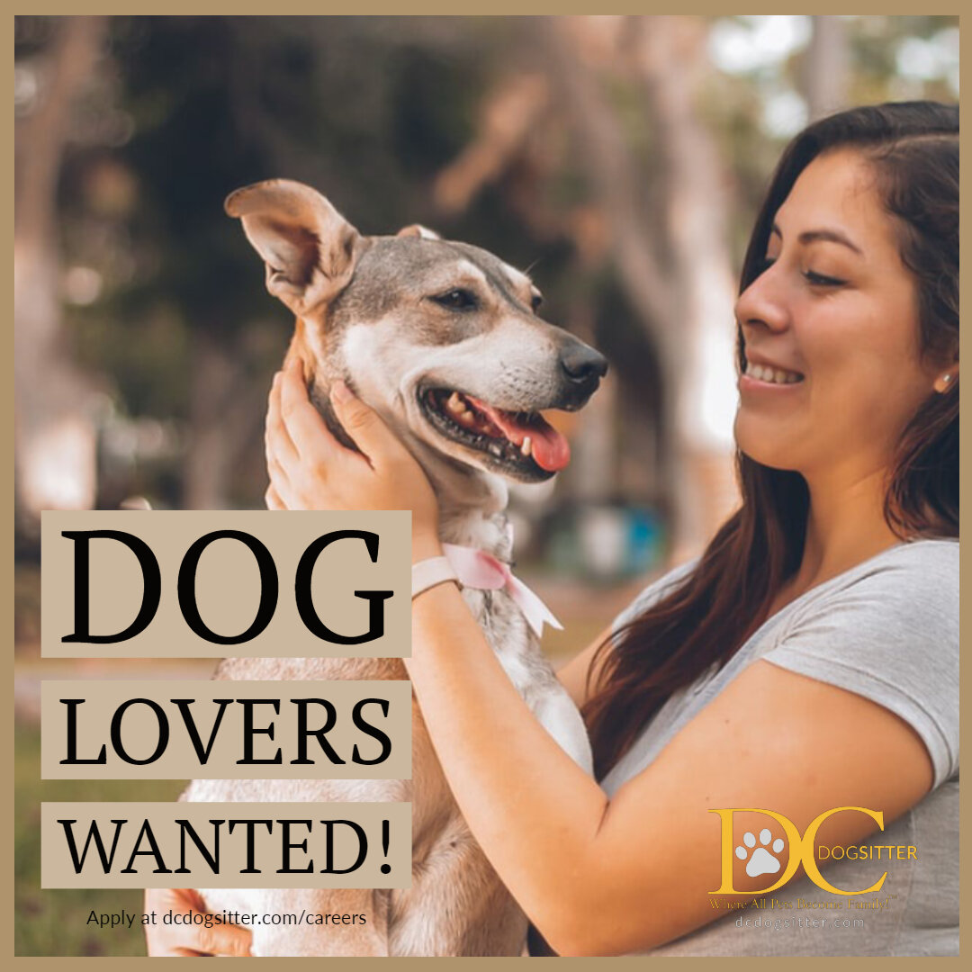 DCDS Hiring Ad - IG POST01.jpg