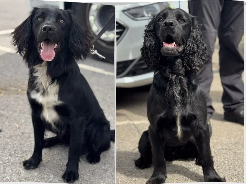 Rescue dogs become “perfect additions” to police team