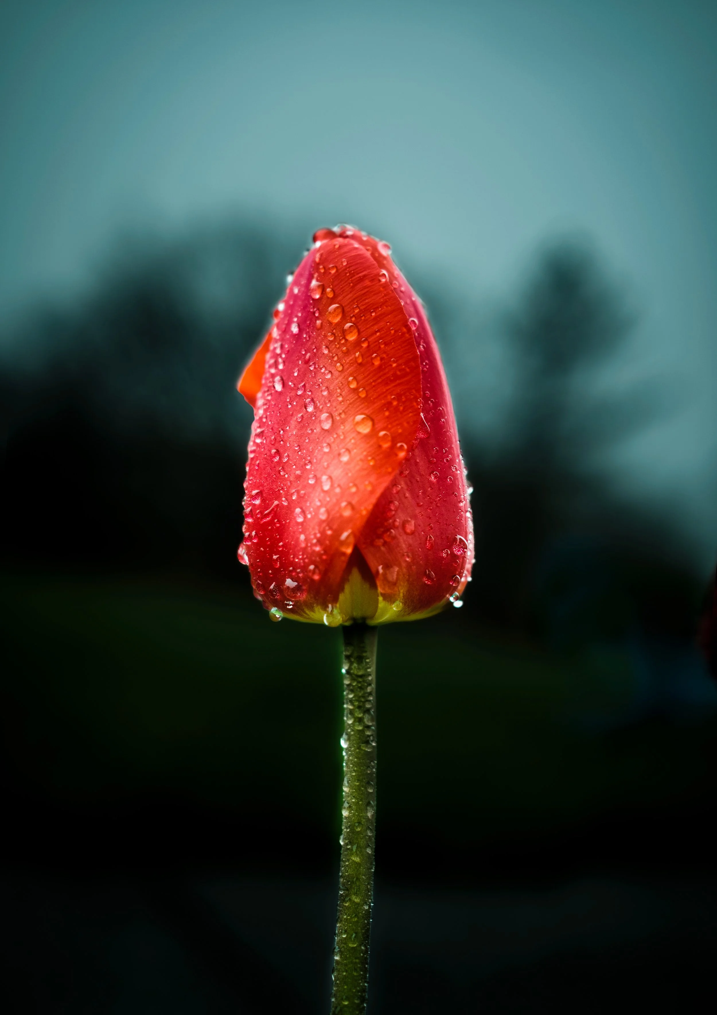 Tulip
