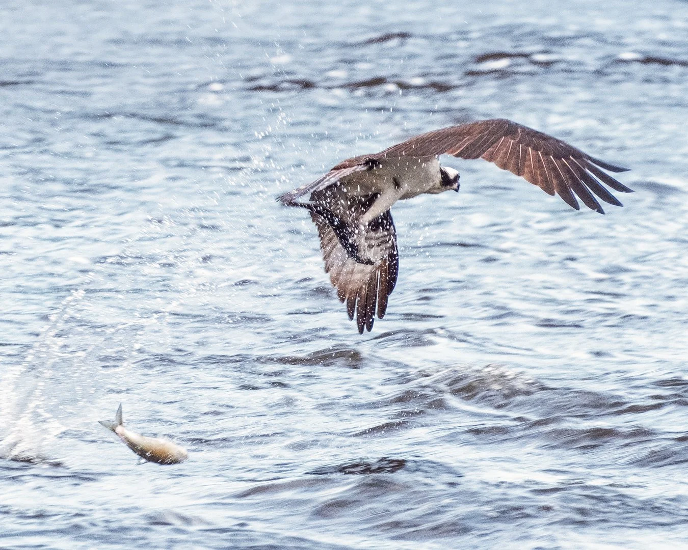 Ospray-Losing-Fish.jpg