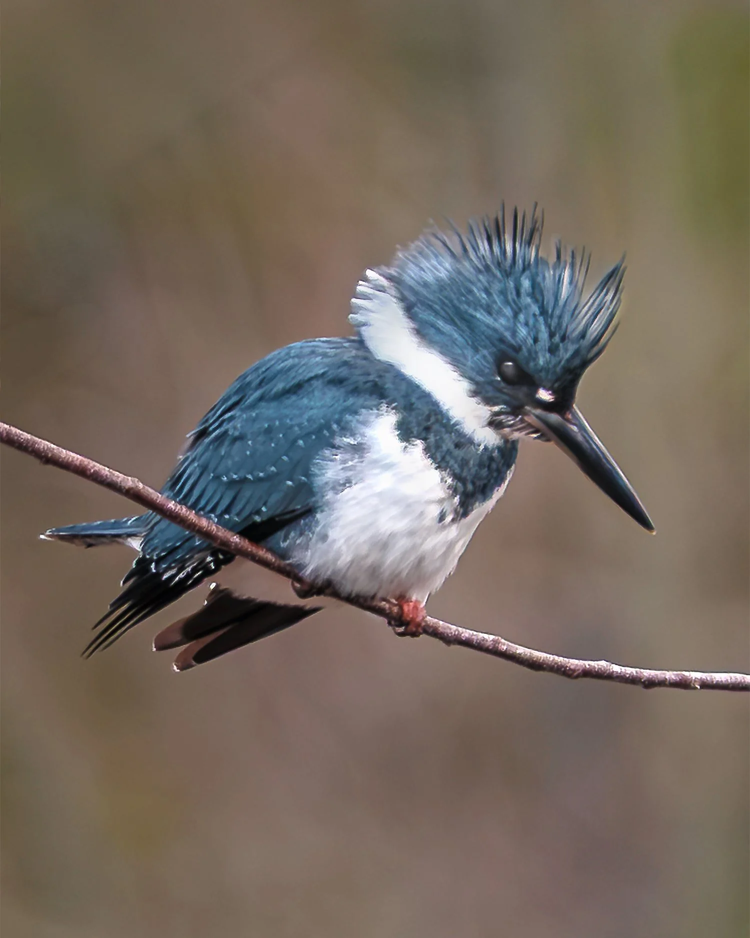 Belted-Fisher.jpg