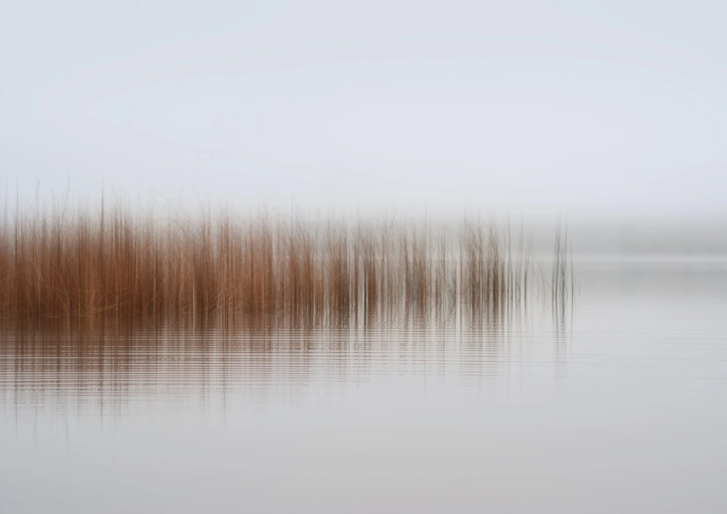 Weeds at Chikawaukie lake, Rockland