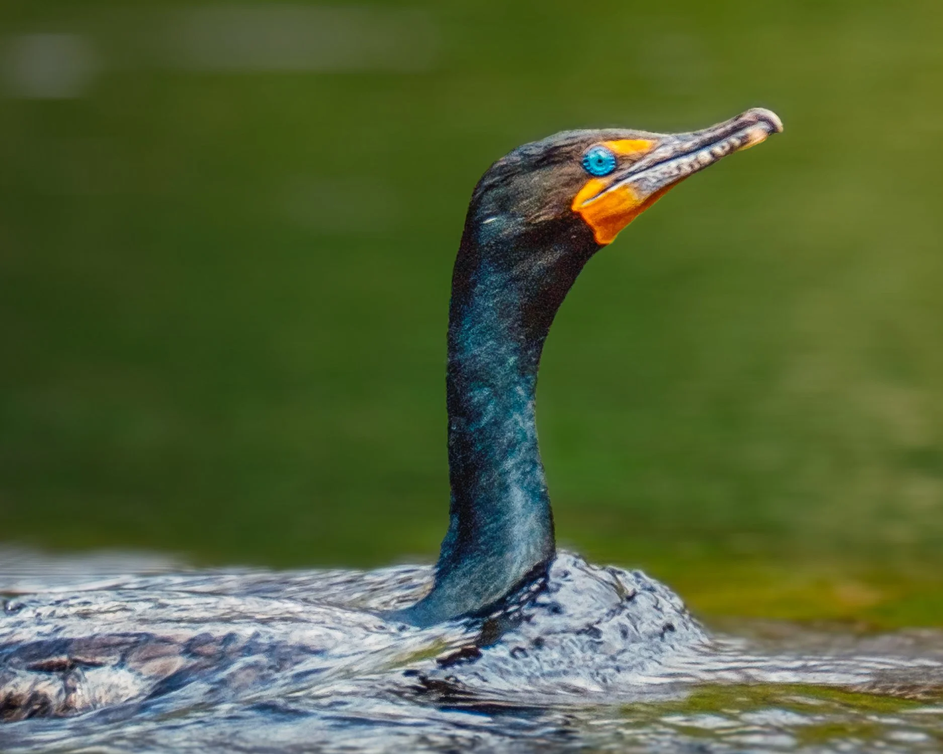 Cormorant.jpg