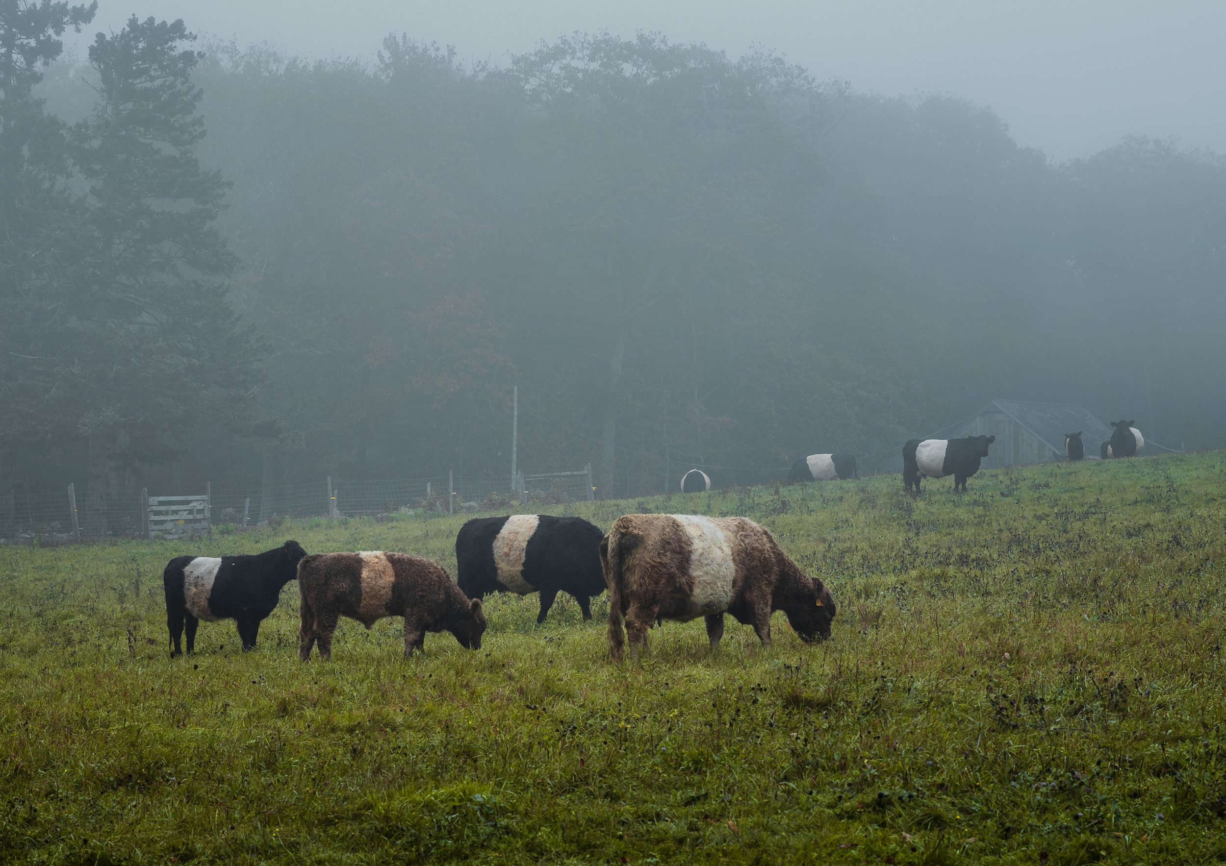 Belted Galloway cattle in Rockport