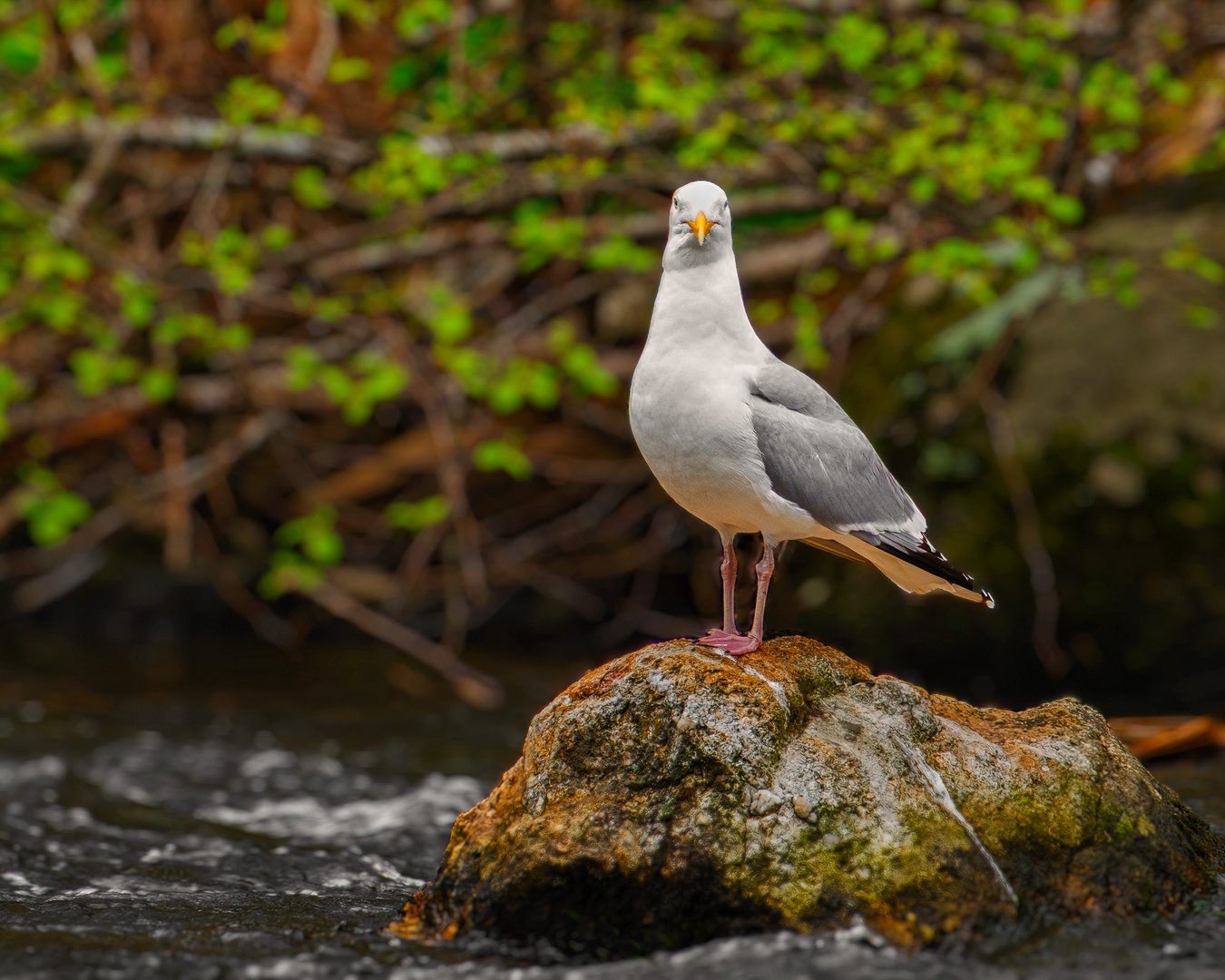 Seagul.jpg
