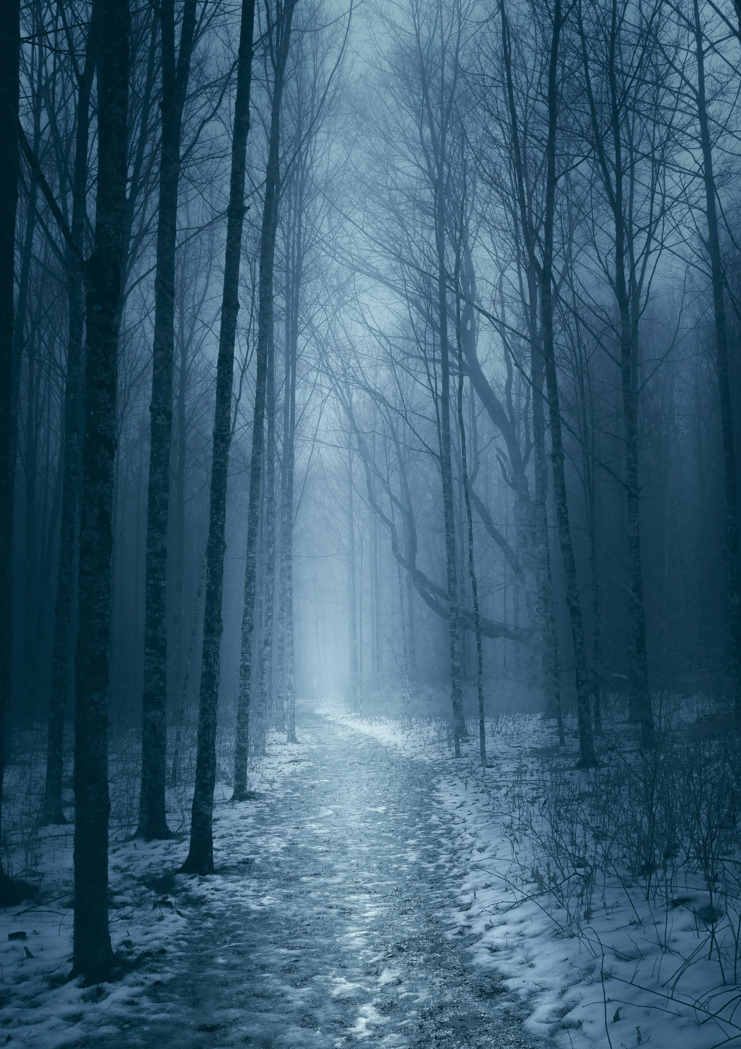 Foggy woods on a winter morning