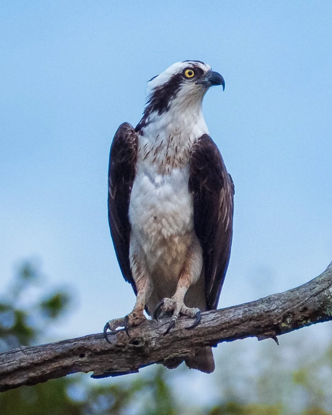 Osprey-on-Tree.jpg