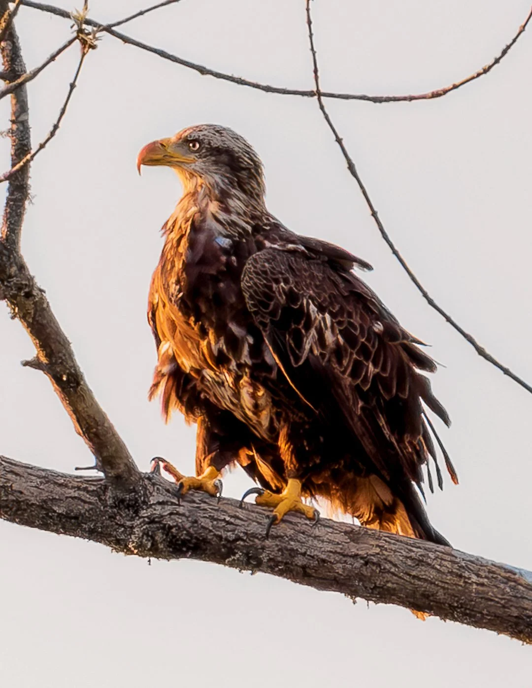 Eaglet on Branch.jpg