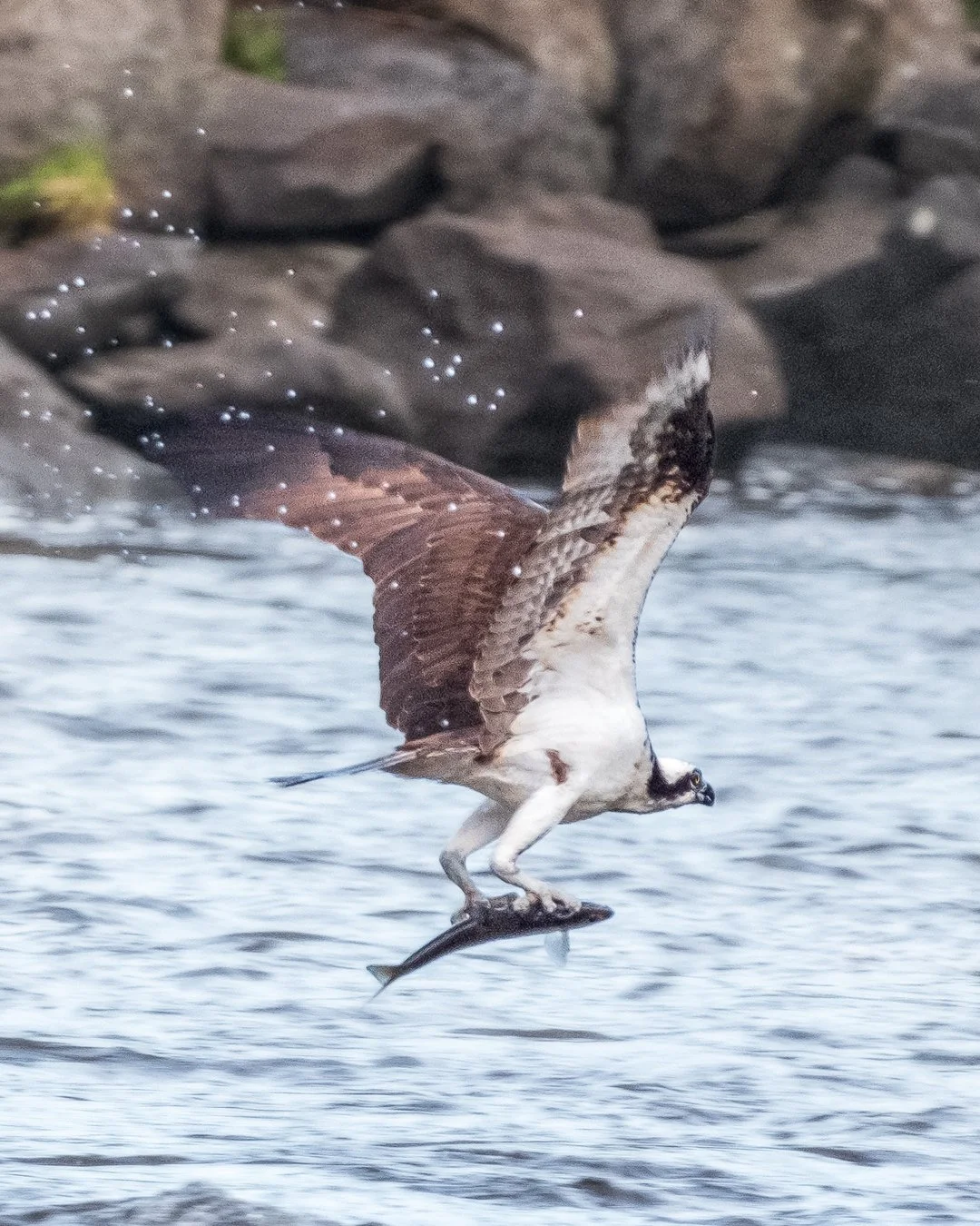 Ospray-with-Fish.jpg