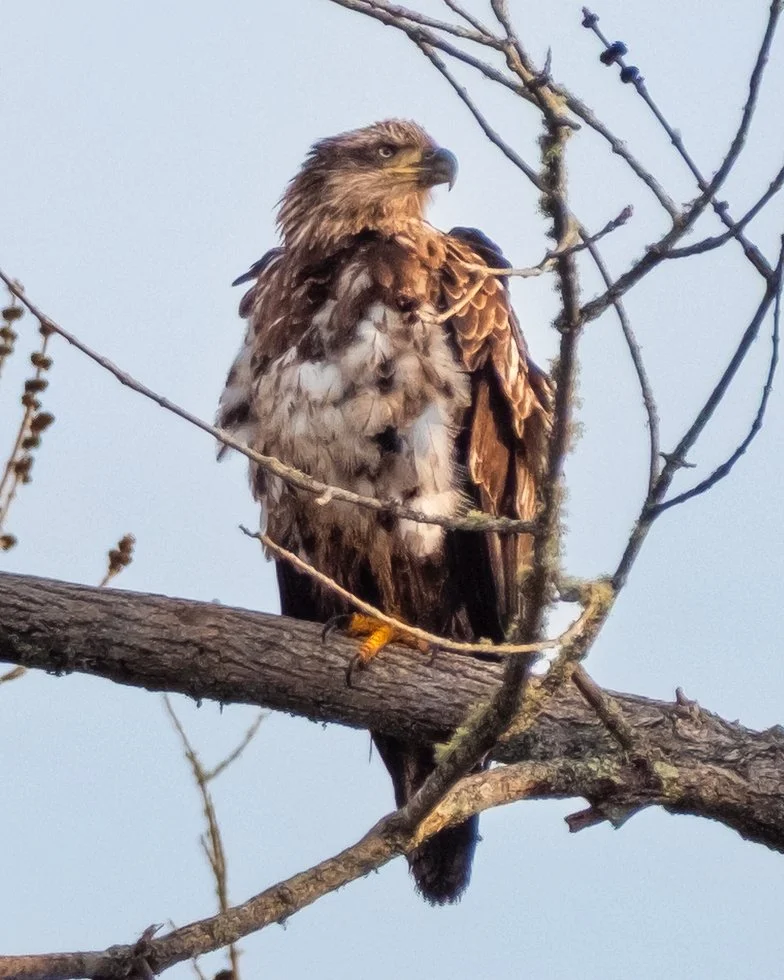 Eaglet-II.jpg