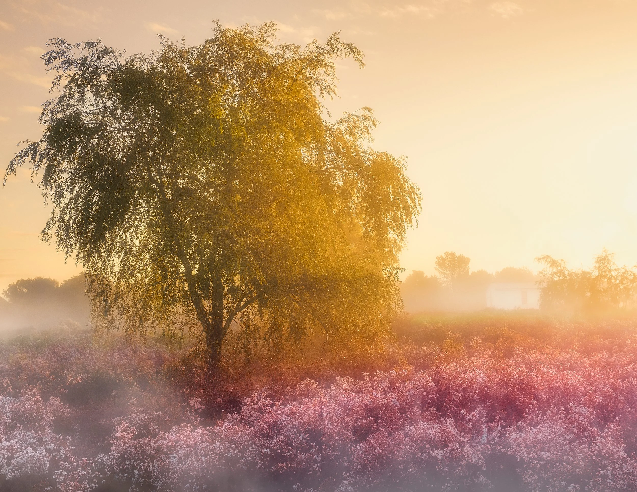 Willow tree