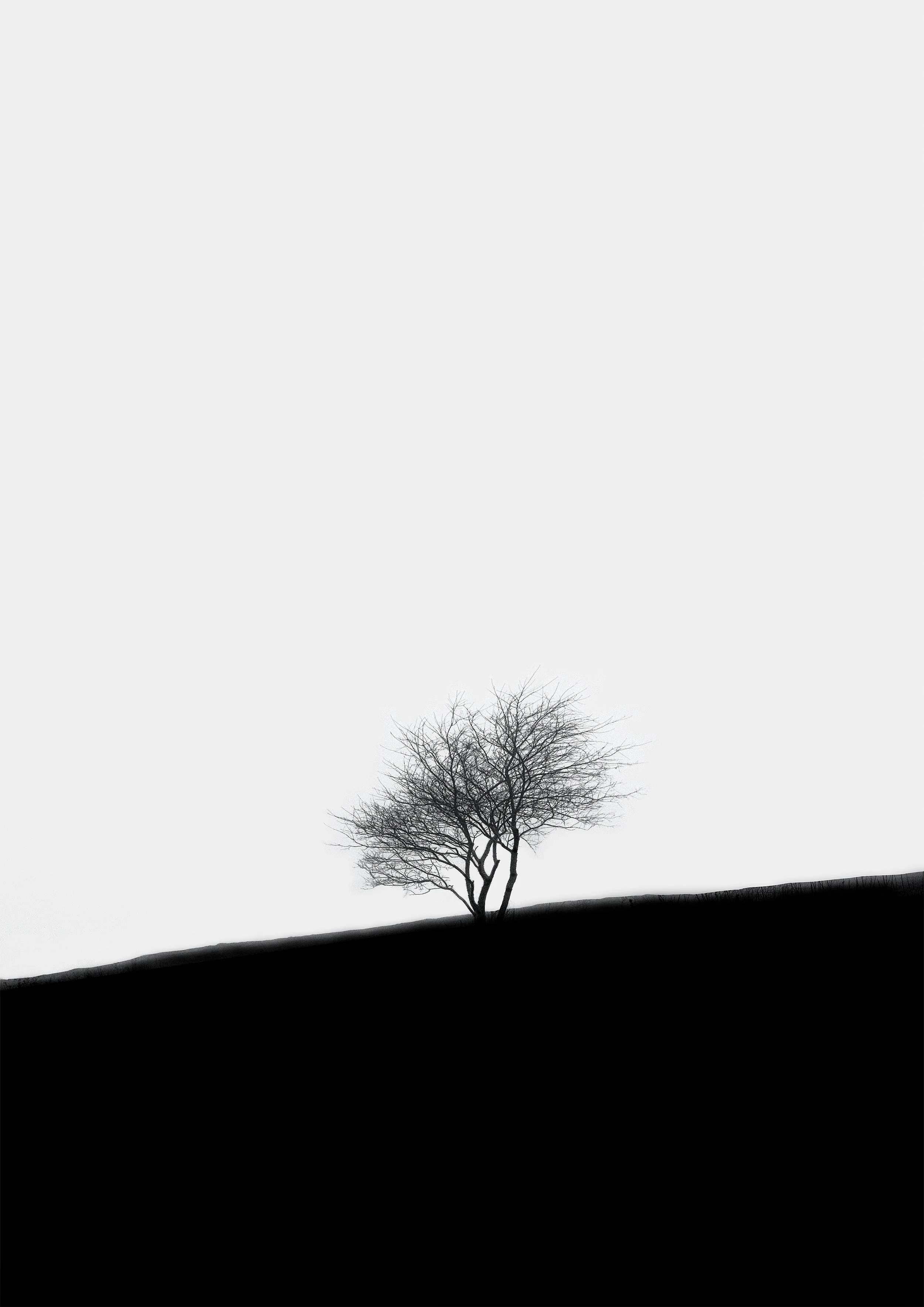 Lonely tree