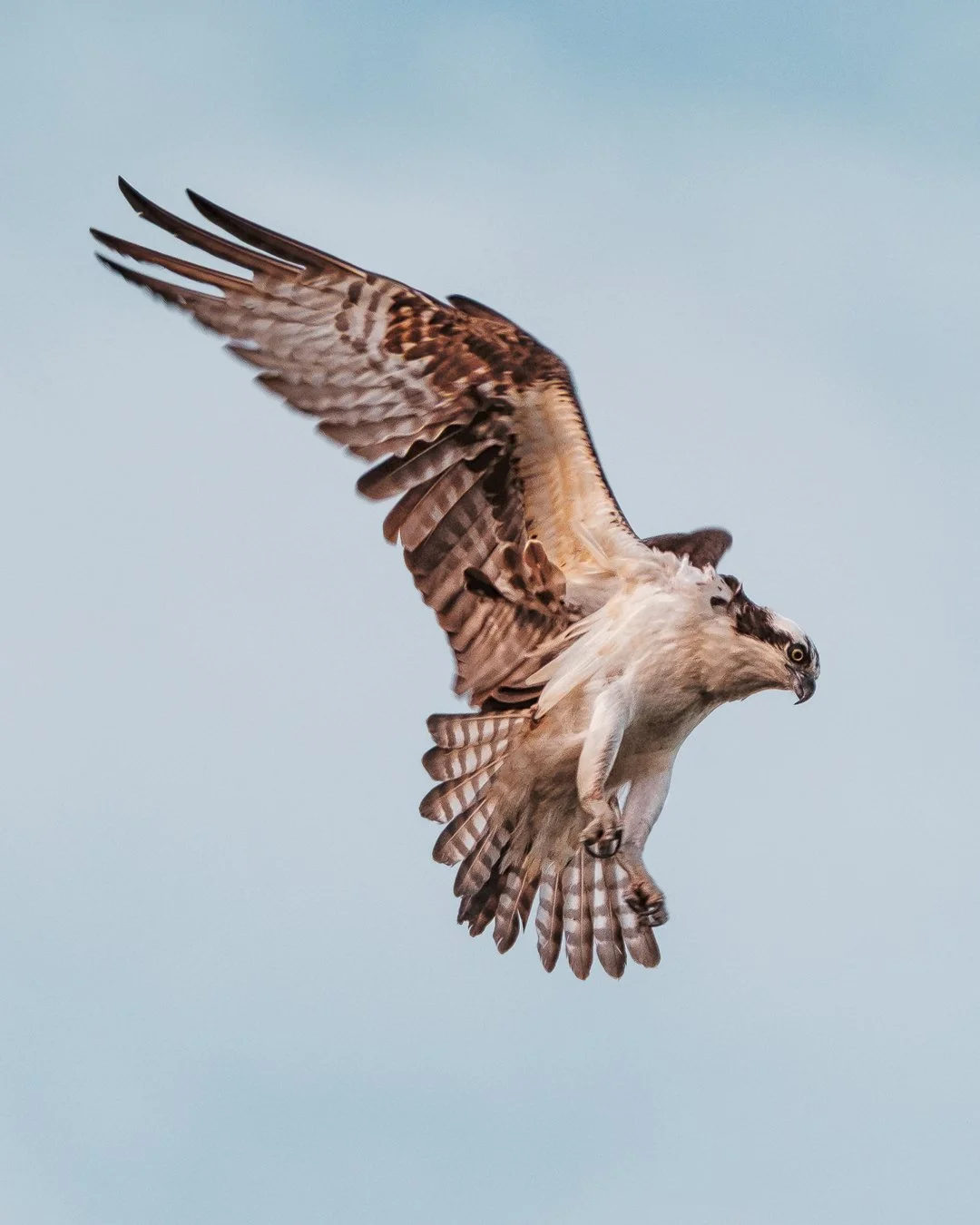 Osprey-1.jpg