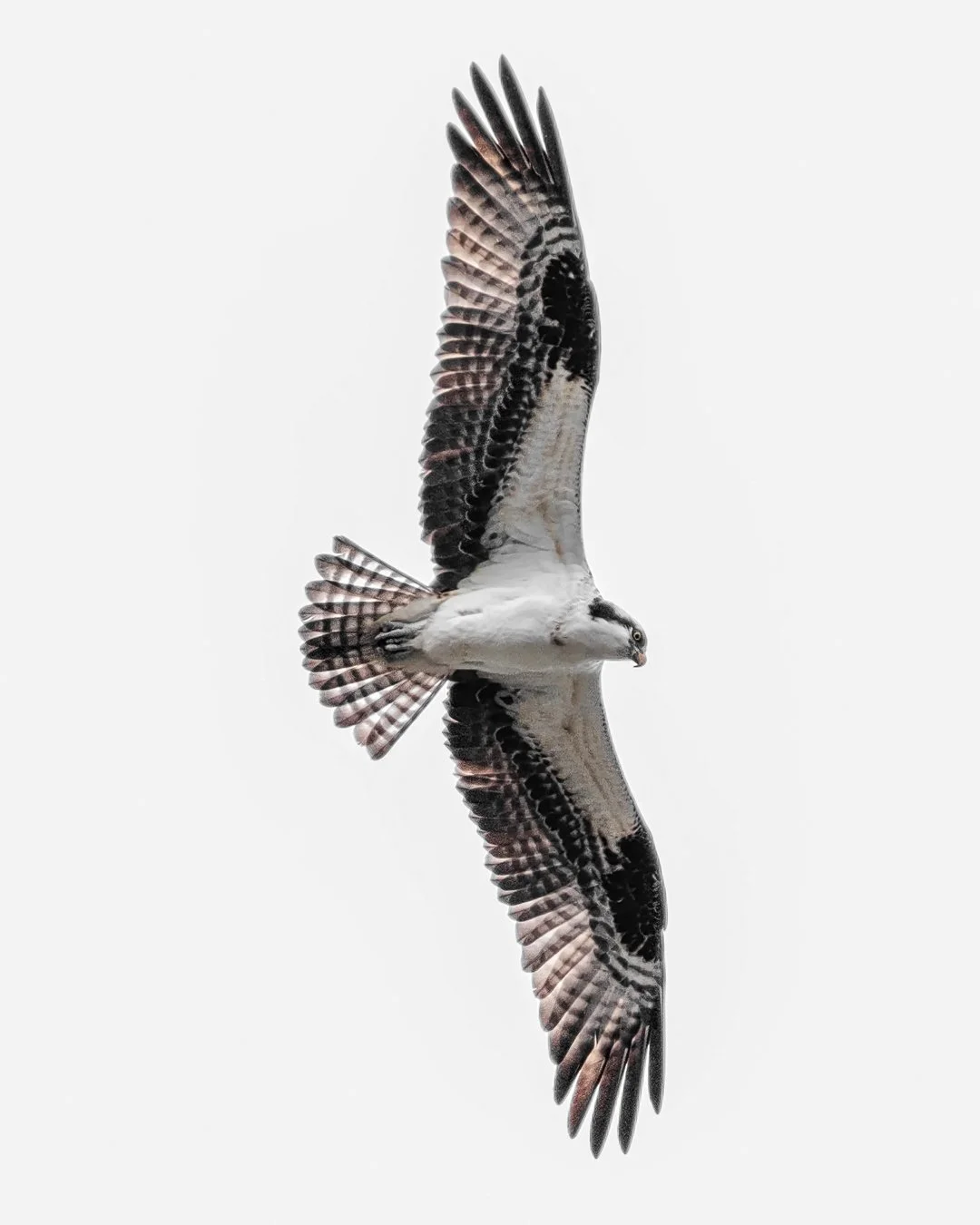 A3-Osprey.jpg