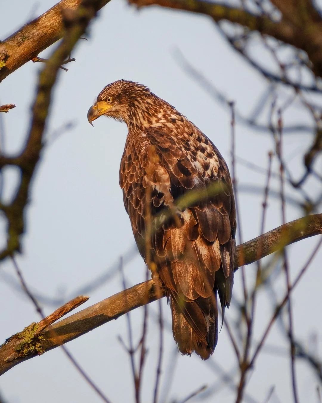 Eaglet.jpg