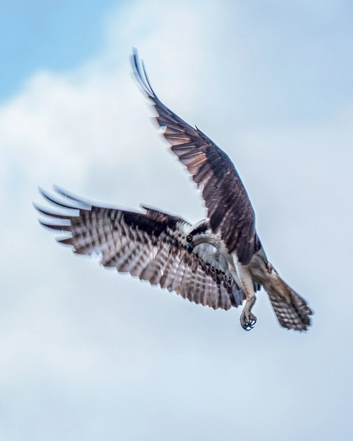 Osprey-Hunting.jpg