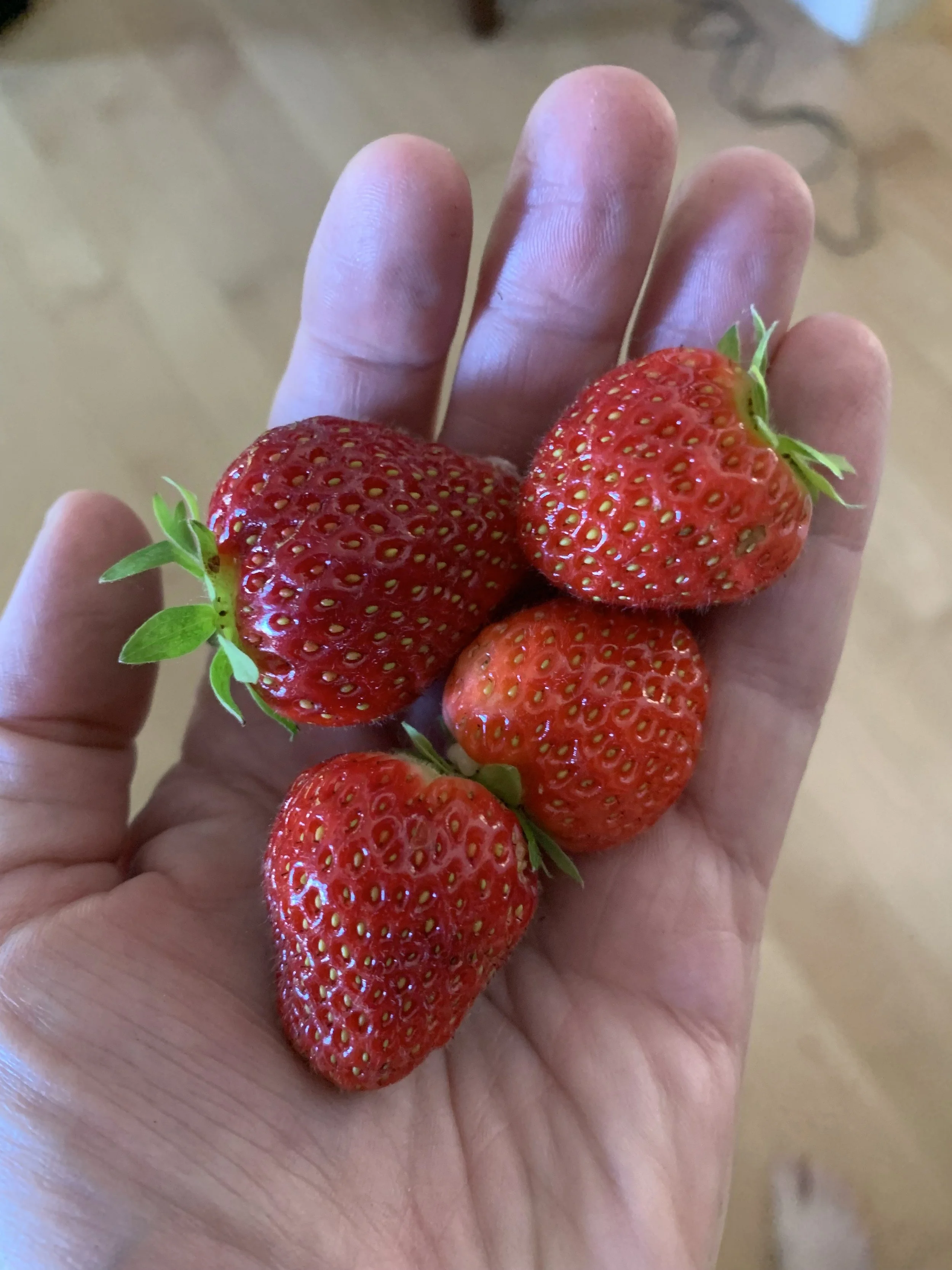 Volunteer Appreciation Strawberry Social