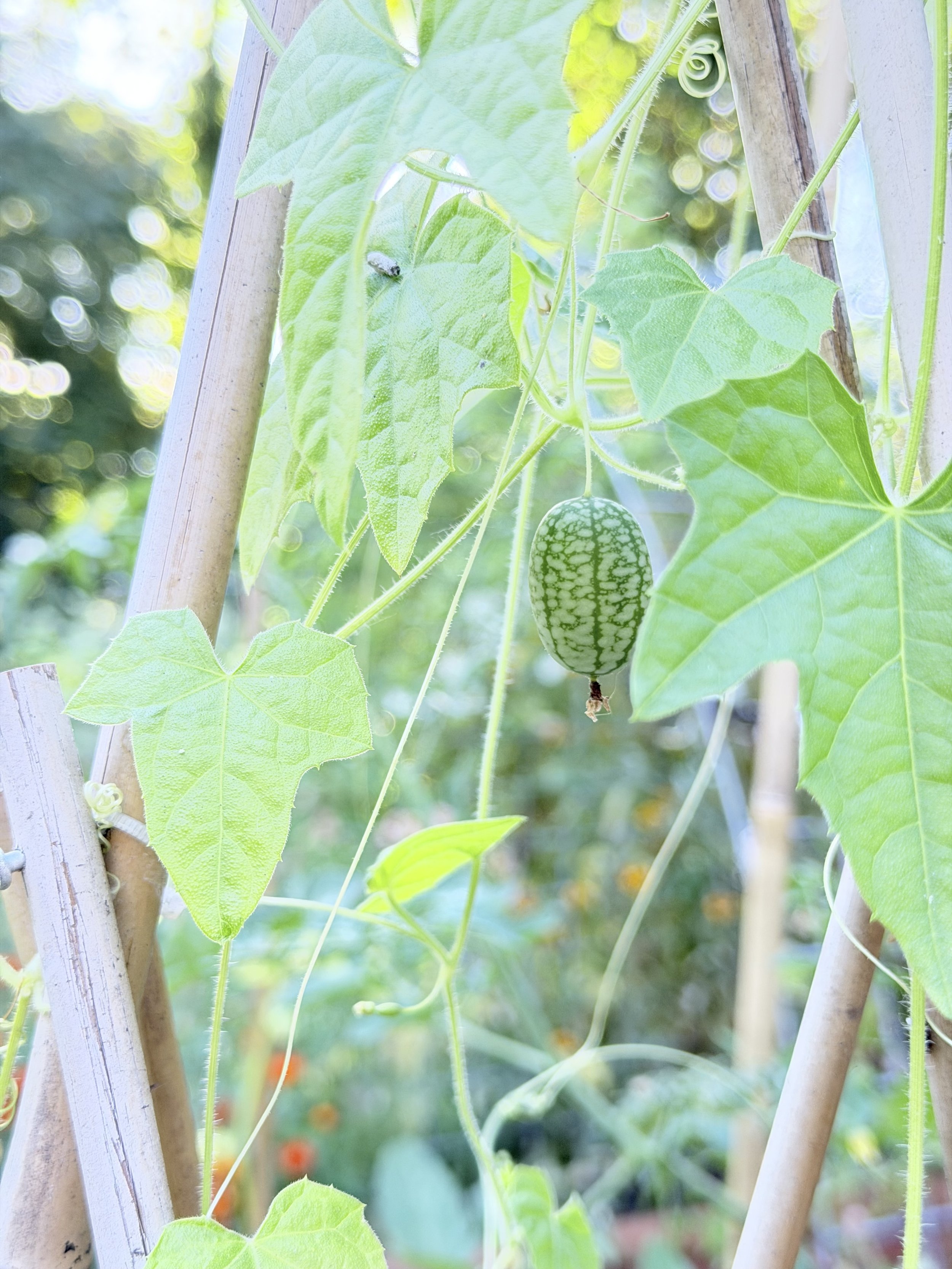 Watermelon cucumber growing on a vine in the Roots of Joy cutting garden in Portland, Oregon