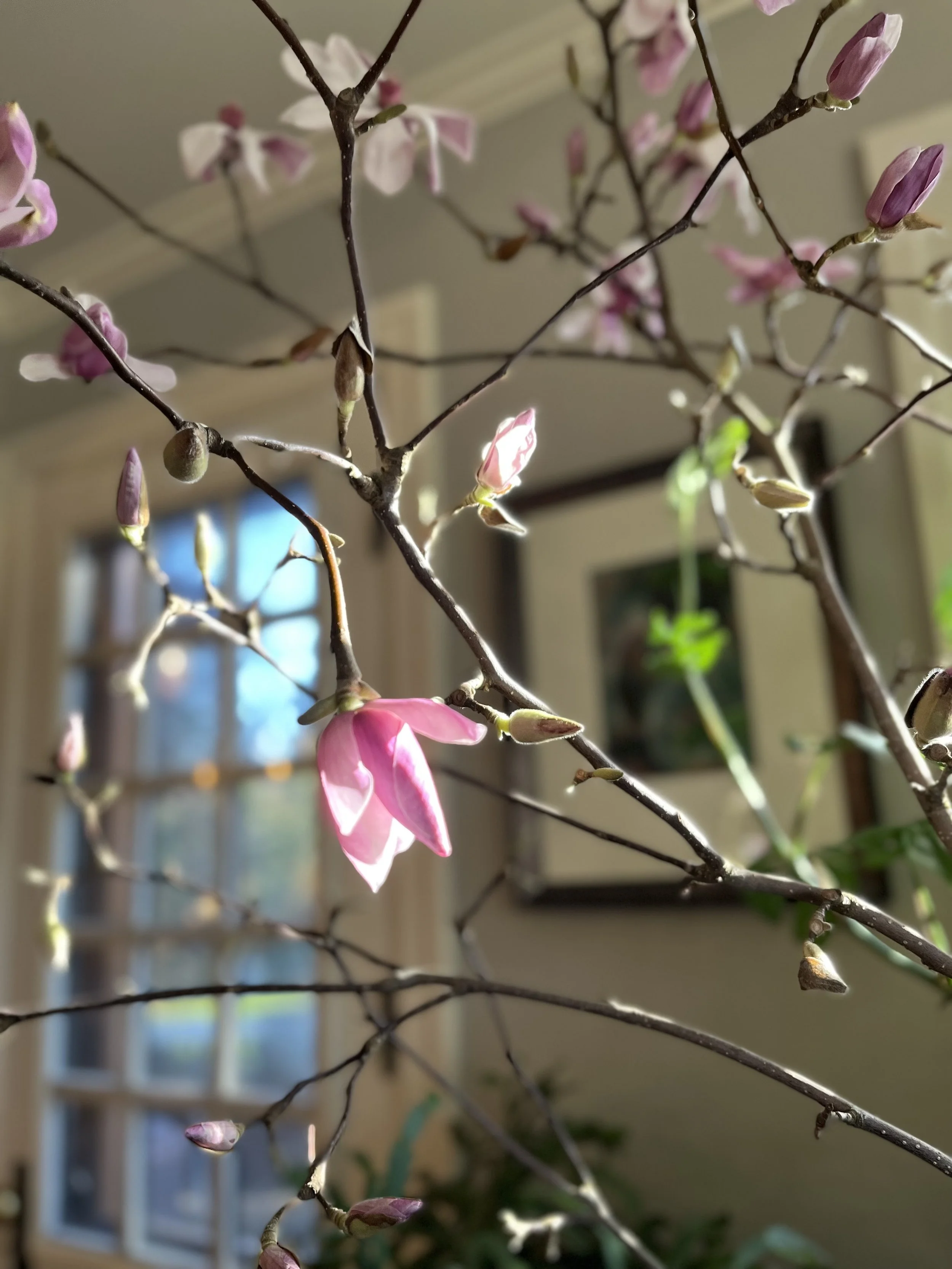 Winter in a Vase: Branches, Blooms + Tea | Sunday, January 17, 2027 | 1:30 - 3PM